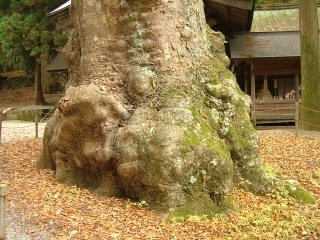 35_諏訪神社本宮_4巨木.jpg