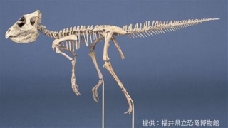 小型恐竜2.jpg